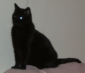 Son of Basement Cat